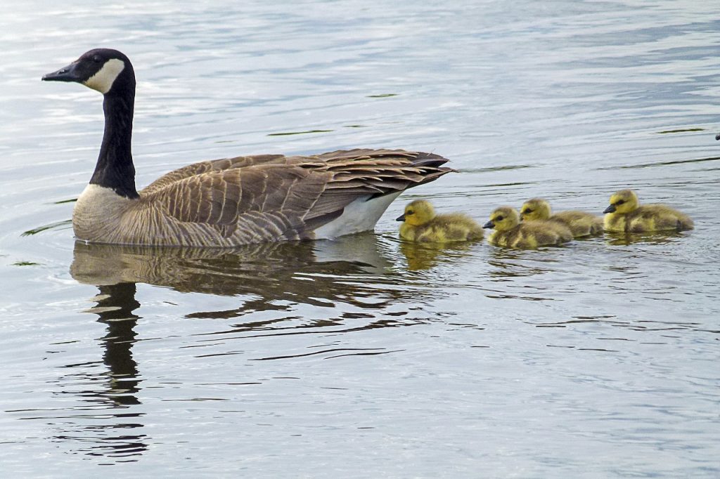 canada-goose-436090_1280