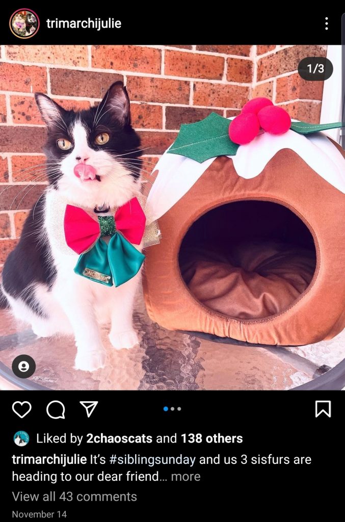 Christmas ideas for posts: Pets can advertise products (@trimarchijulie)